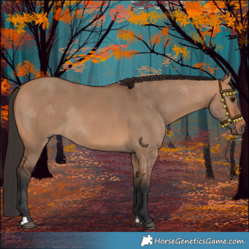 Horse Color:Bay Dun Rabicano 