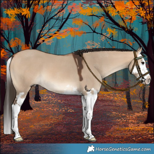Horse Color:Bay Dun Splash