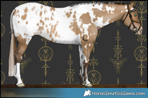 Horse Color:Gray White Spotted Bay Pearl Dun Blanket 