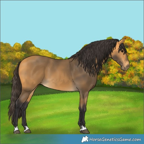 Horse Color:Buckskin