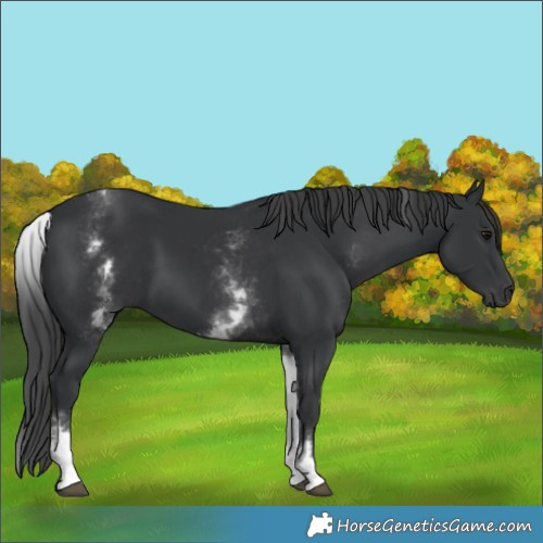 Horse Color:Unknown 