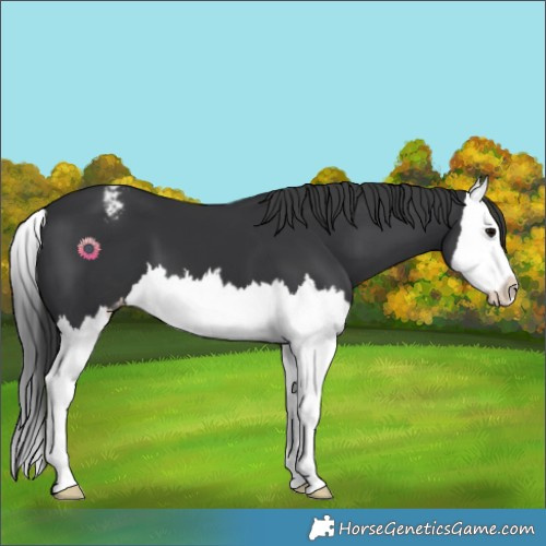 Horse Color:Black Splash Appaloosa 