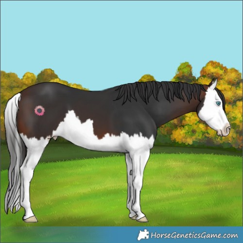 Horse Color:Brown Splash 