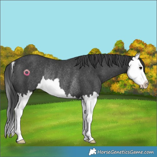 Horse Color:Black Splash Rabicano