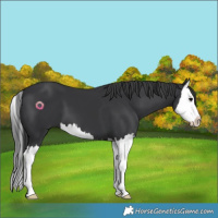 Horse Color:Black Splash