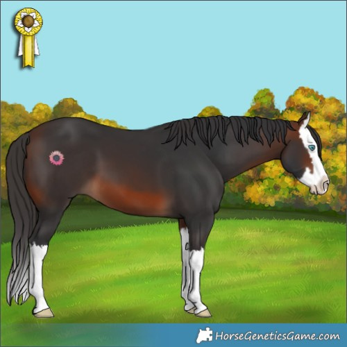 Horse Color:Brown Splash 