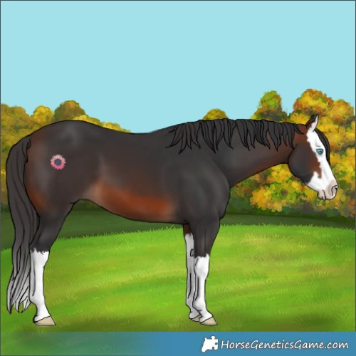 Horse Color:Brown Splash 
