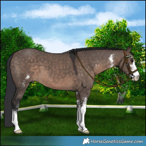Horse Color:Brown Dun Mushroom Sabino 