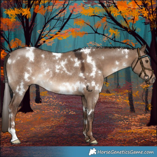 Horse Color:White Spotted Liver Red Dun Rabicano