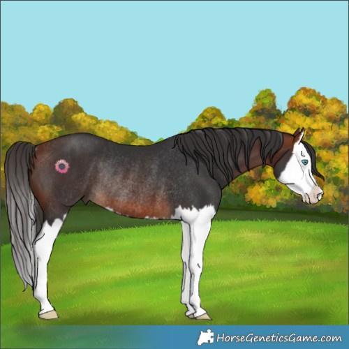 Horse Color:Bay Splash Rabicano 