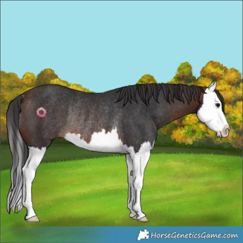 Horse Color:Brown Splash Rabicano 