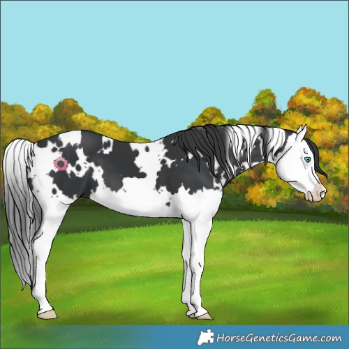 Horse Color:White Spotted Black Splash 
