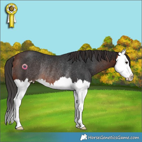 Horse Color:Bay Splash Rabicano 