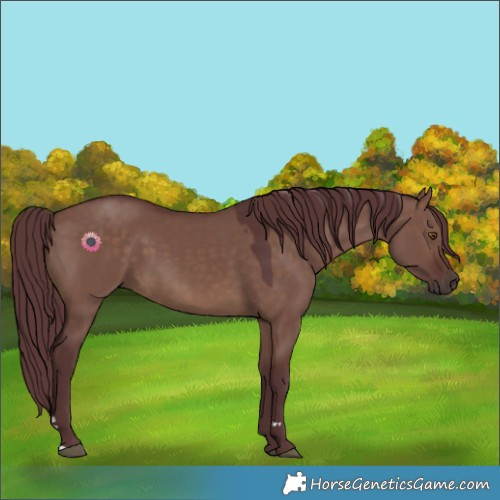 Horse Color:Chocolate Brown Dun 