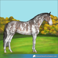 Horse Color:Liver Chestnut Sabino