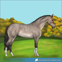 Horse Color:Brown Roan Dun