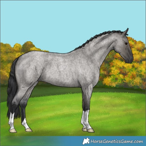 Horse Color:Grullo Roan