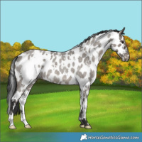 Horse Color:White Spotted Grullo Roan Leopard