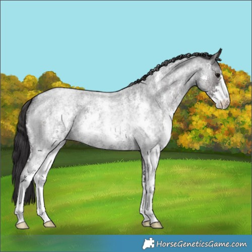 Horse Color:Smoky Blue Roan Sabino