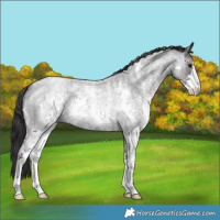 Horse Color:Smoky Blue Roan Sabino