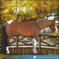 Horse Color:Bay Splash Tobiano 