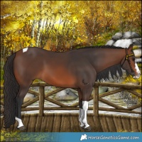 Horse Color:Brown Splash Tobiano 