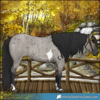 Horse Color:Grullo Roan Tobiano 
