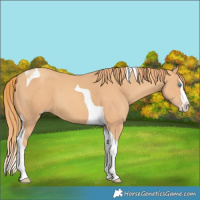 Horse Color:Gold Champagne Splash Tobiano 