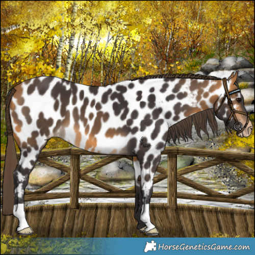Horse Color:Buckskin Near Leopard 
