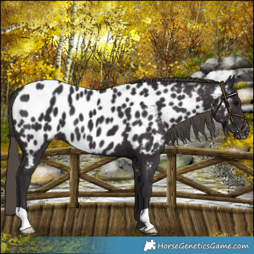 Horse Color:Smoky Black Near Leopard 