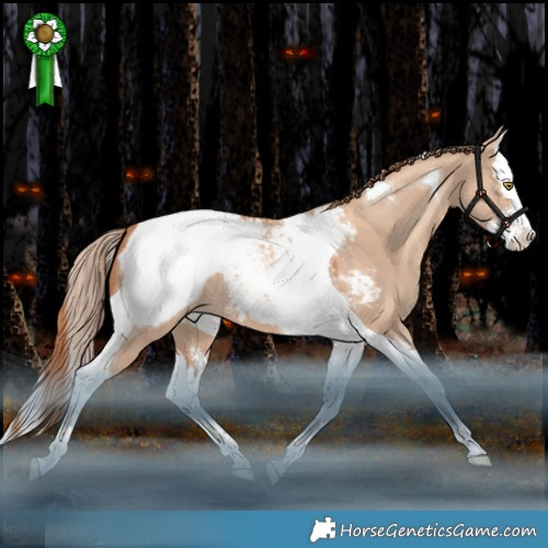Horse Color:Gold Champagne Dun Sabino Splash Tobiano Appaloosa 