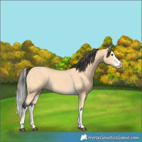 Horse Color:Buckskin Splash 