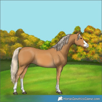 Horse Color:Palomino 