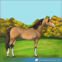 Horse Color:Buckskin 