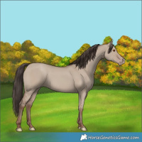 Horse Color:Classic Champagne Dun 