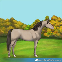Horse Color:Classic Champagne Dun 