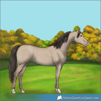 Horse Color:Classic Champagne Dun 