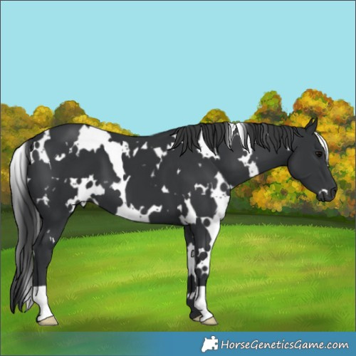Horse Color:White Spotted Black 