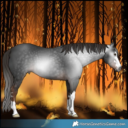 Horse Color:Gray Liver Chestnut 