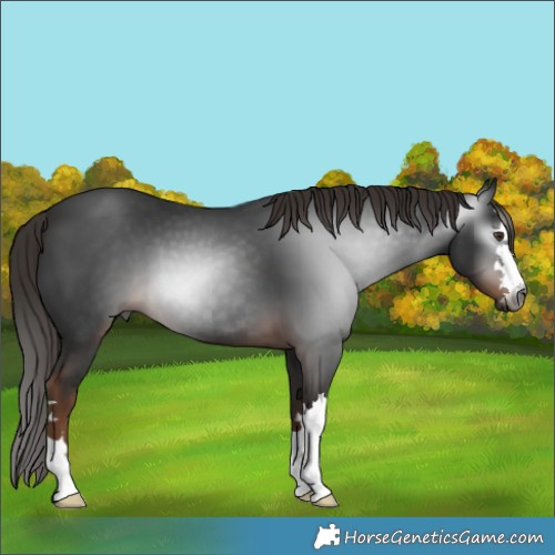 Horse Color:Gray Liver Chestnut 