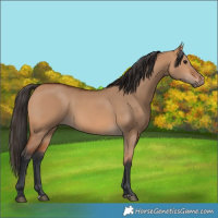Horse Color:Unknown 