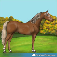 Horse Color:Unknown 