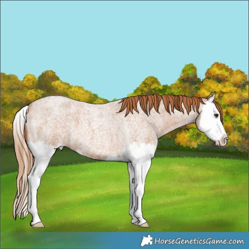 Horse Color:Red Roan Splash 