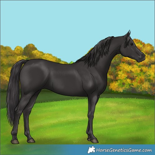 Horse Color:Unknown 