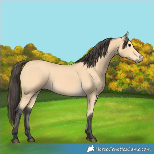 Horse Color:Unknown 