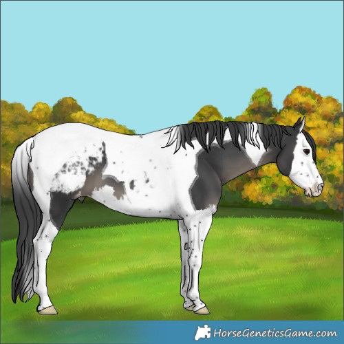 Horse Color:Black Splash Tobiano Snowcap 