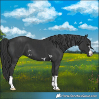 Horse Color:Black  and Black 