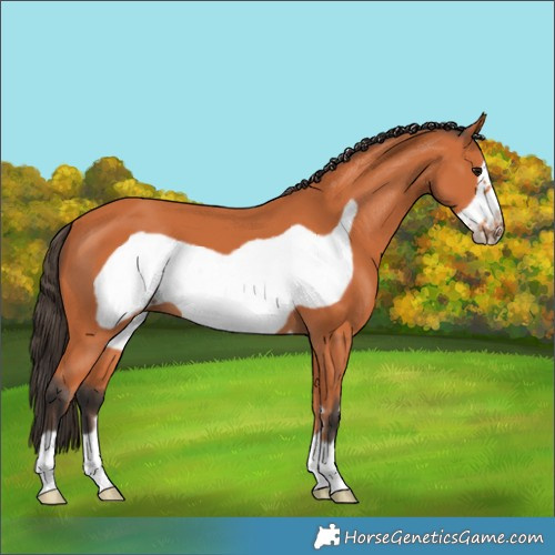 Horse Color:Bay Frame 