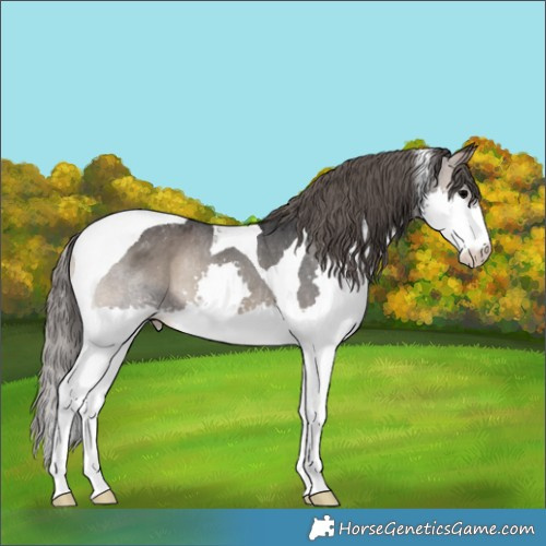 Horse Color:Blue Onyx Splash Tobiano Varnish Rabicano 