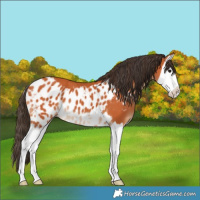 Horse Color:Bay Splash Skewed LP Spotted